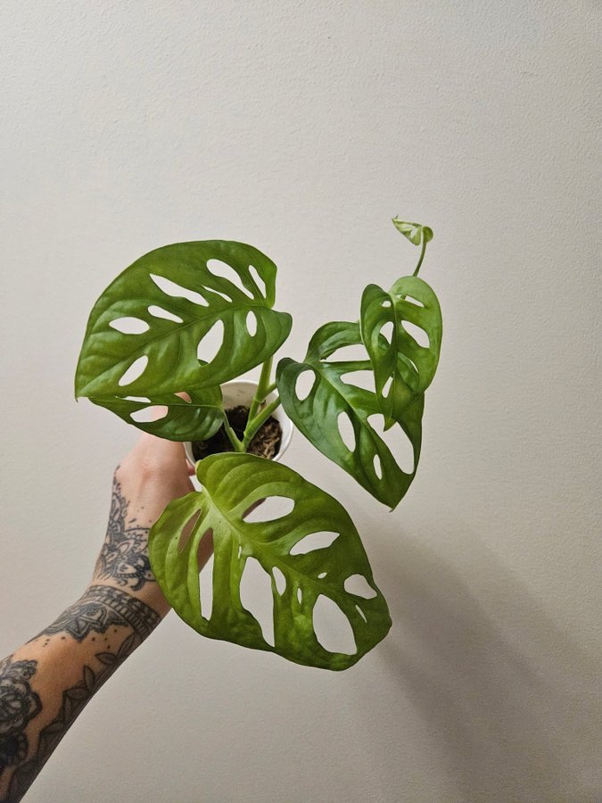 MONSTERA MONKY MASK