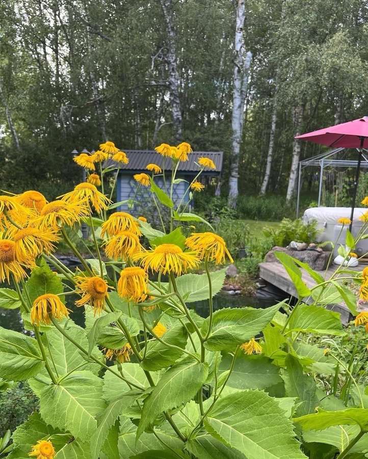 Elecampane (Inula helenium) STRÅLÖGA perenn växt