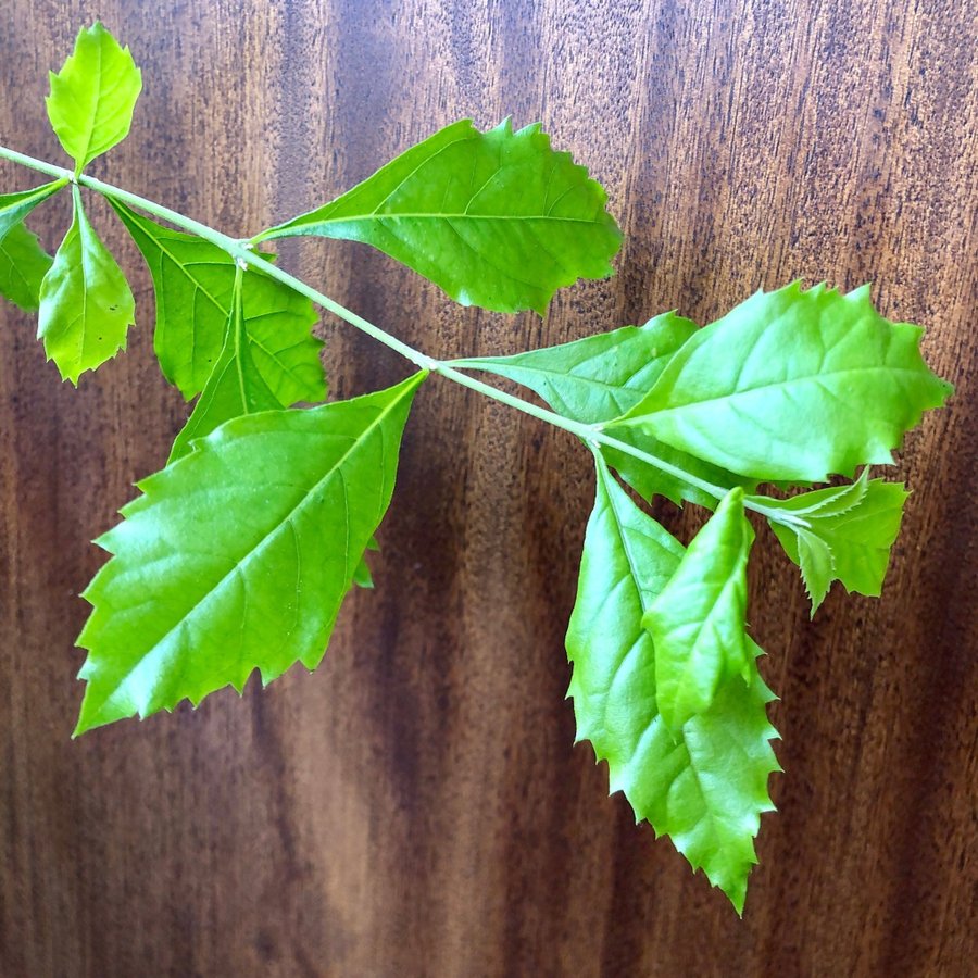 RARE Duvbär - Duranta Erecta - orotad stickling