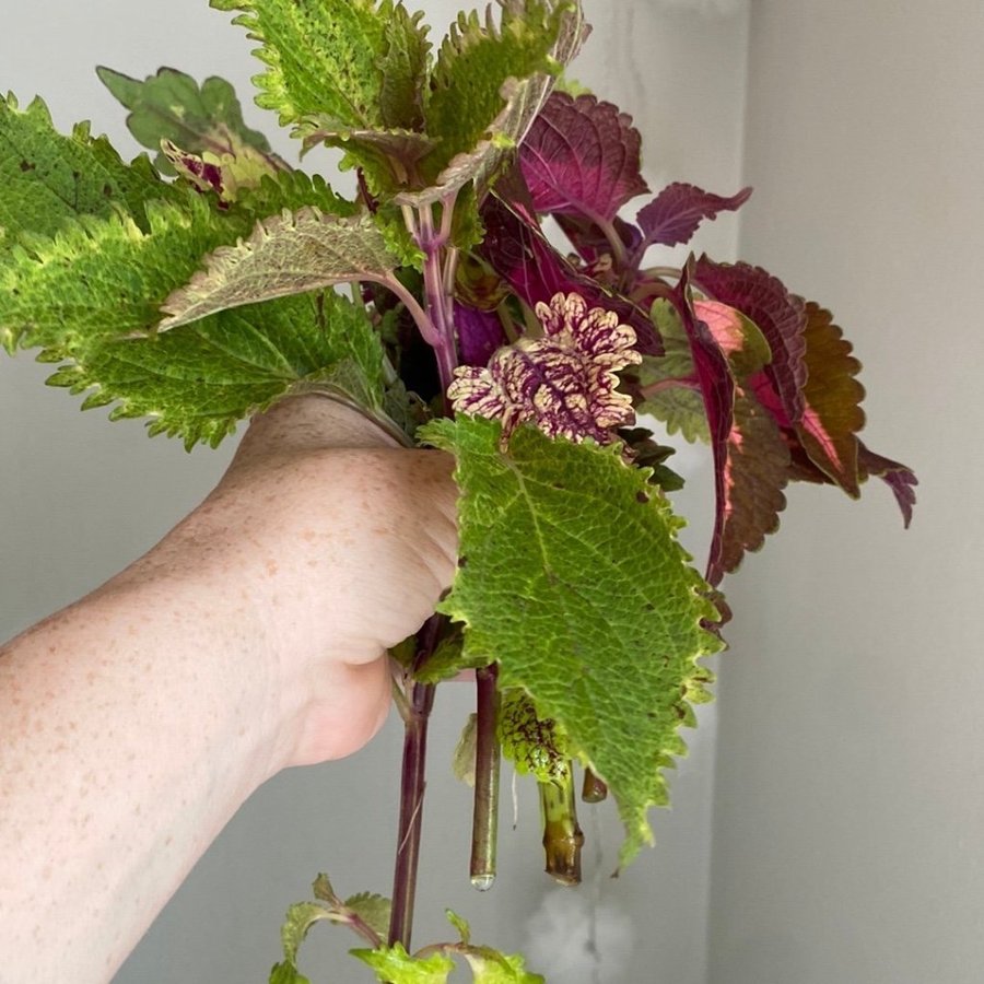 Billigt fulsticklingpaket! 5 sticklingar *palettblad*coleus*