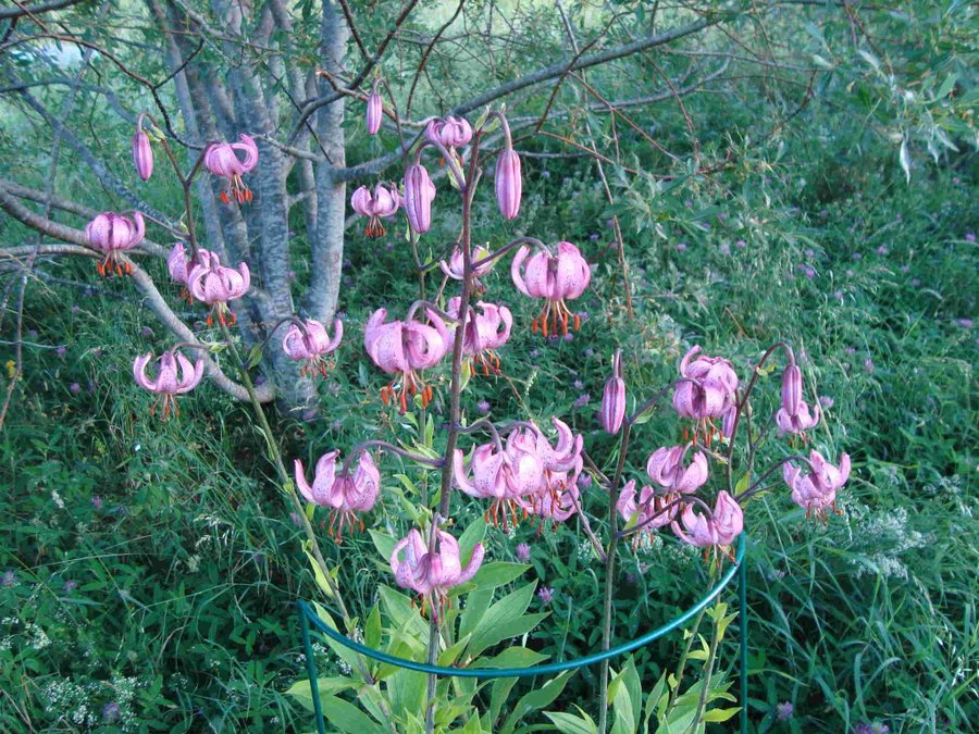 Krollilja Lila Rosa 20 Frön