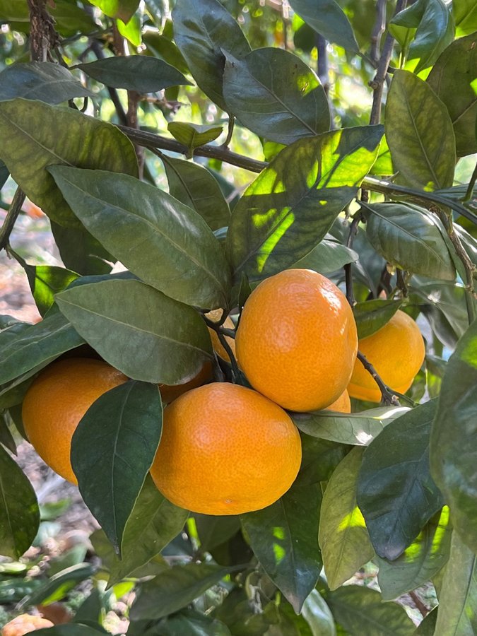 Mandarier Tangaties 3 kg färsk citrusfrukt