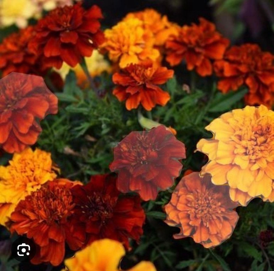 Tagetes