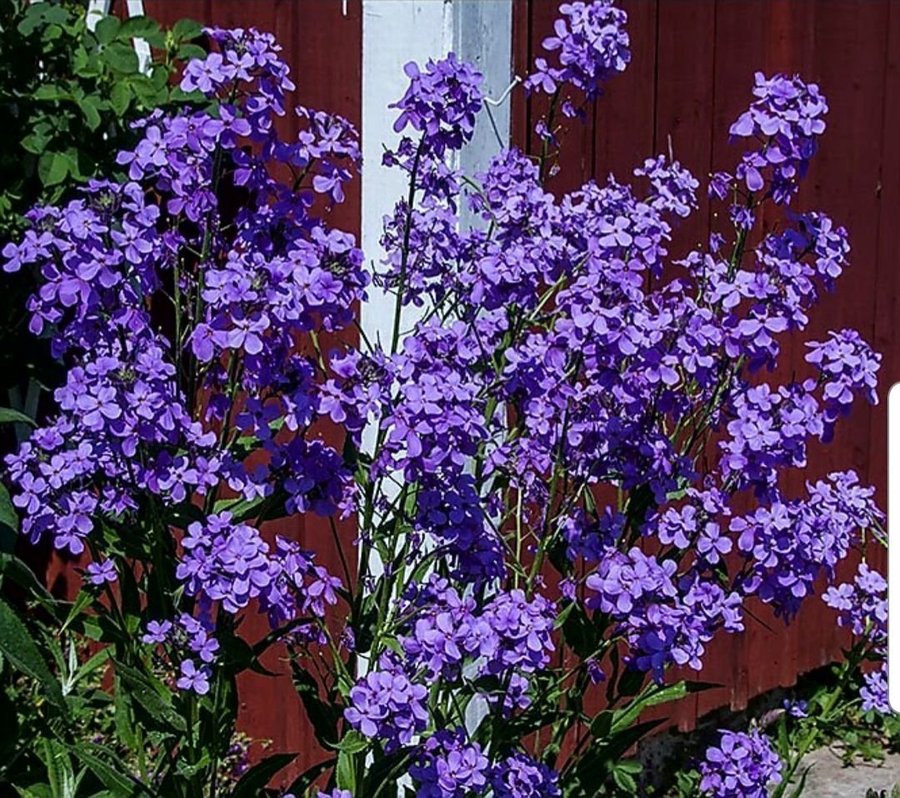 Nattviol perenn mormorsväxt växt trädgård fröer