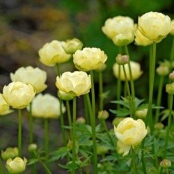 Trollius 'Cheddar' - Smörboll