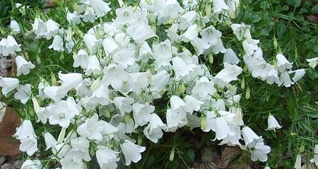 Campanula cochleariifolia 'White Baby' - Dvärgklocka