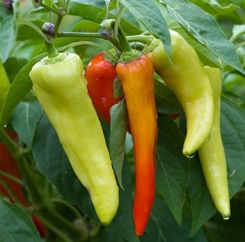 Capsicum annuum 'Sweet Banana' - Paprika