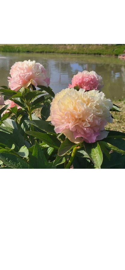 Nyhet pion Paeonia Lois Choice