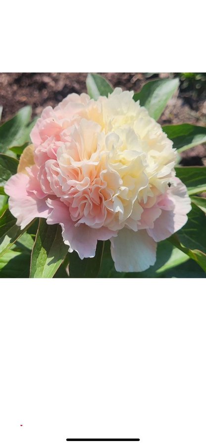 Nyhet pion Paeonia Lois Choice