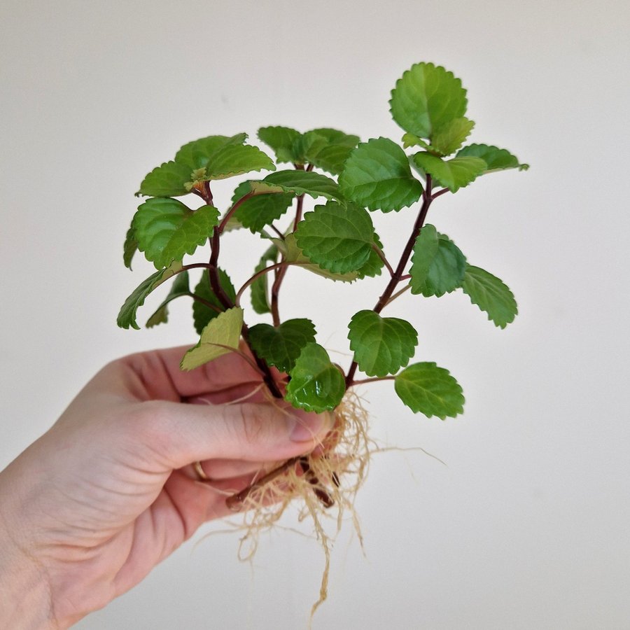 KARLBERGARE 3 rotade sticklingar (plectranthus verticillatus)