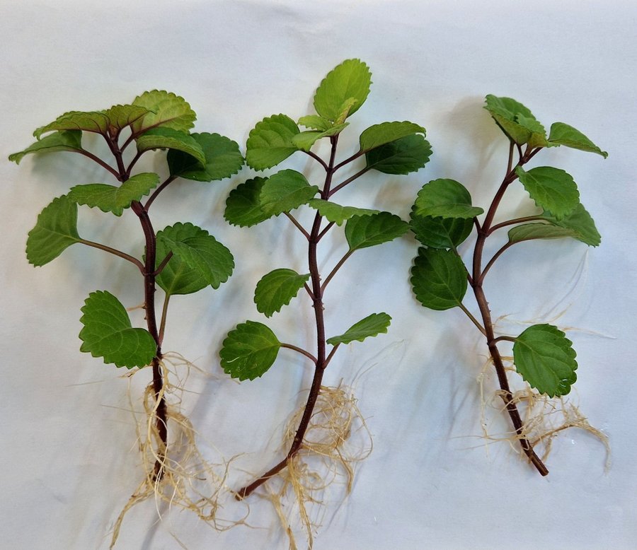 KARLBERGARE 3 rotade sticklingar (plectranthus verticillatus)