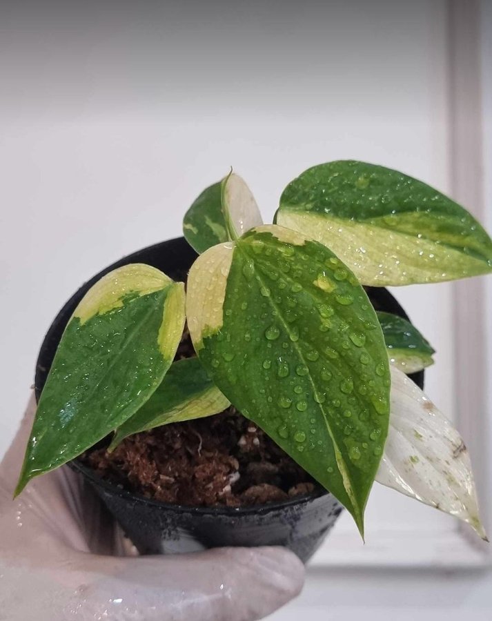 *SUPER Raritet* Philodendron Nangaritense variegata