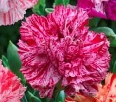 Dianthus caryophyllus 'Double Striped' - Trädgårdsnejlika