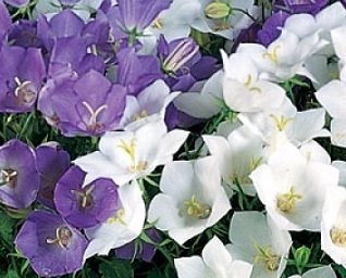 Campanula carpatica mix - Karpaterklocka