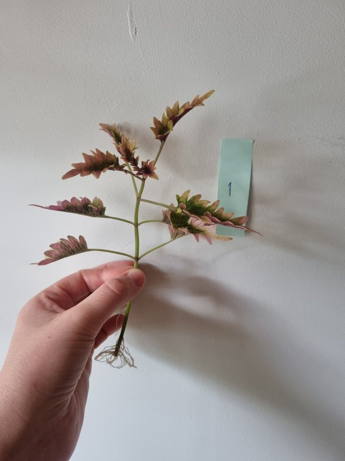 Palettblad Hercules Coleus Stickling