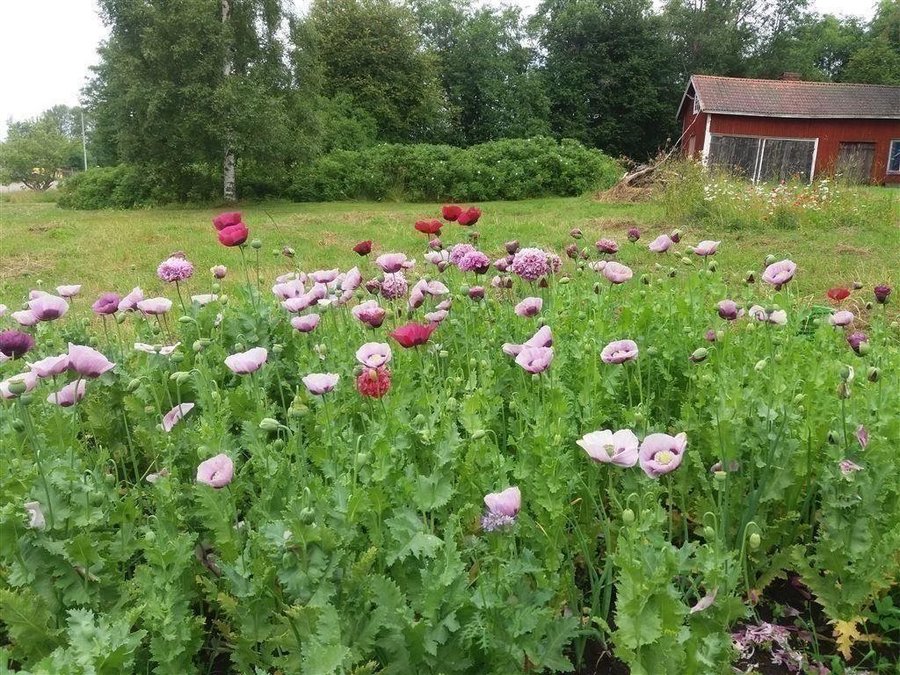 Vallmo vallmofrön mest lila pion och vanliga 1 tsk= mer än 1000 frön