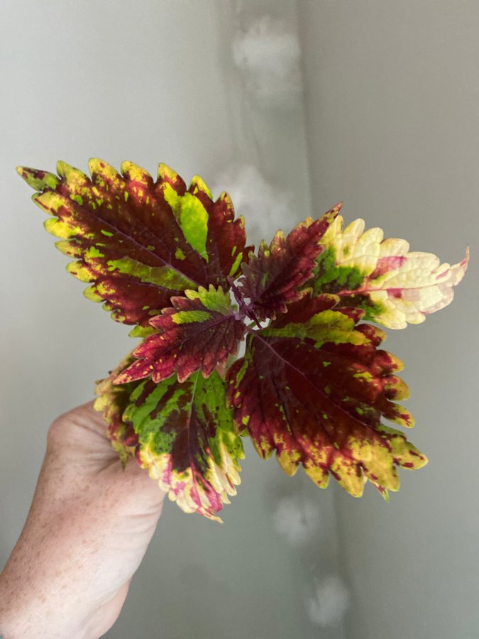 SELMA *palettblad*coleus*