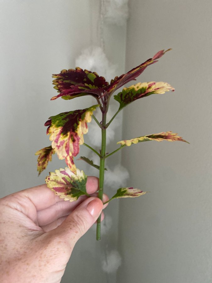 SELMA *palettblad*coleus*