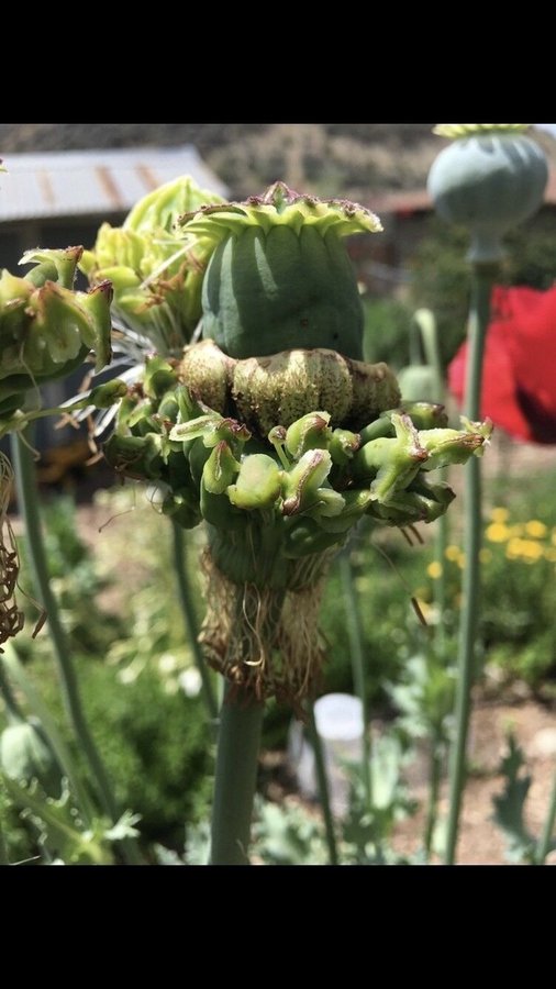 Hen and Chicks Multipod. 50 frön. En riktig raritet, helt unik vallmo sort.