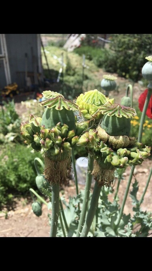 Hen and Chicks Multipod. 50 frön. En riktig raritet, helt unik vallmo sort.