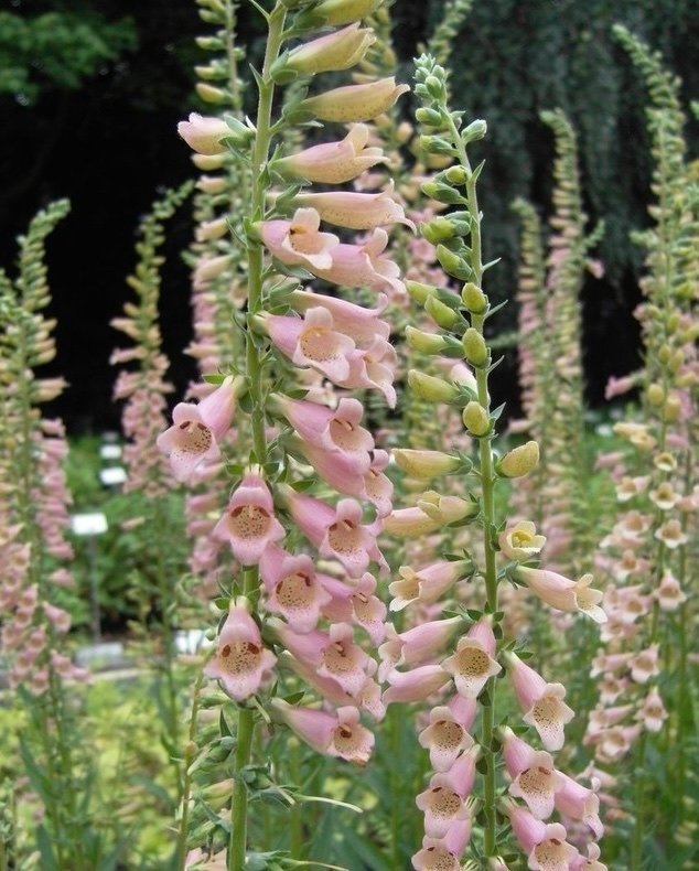 Digitalis 'Glory of Roundway'