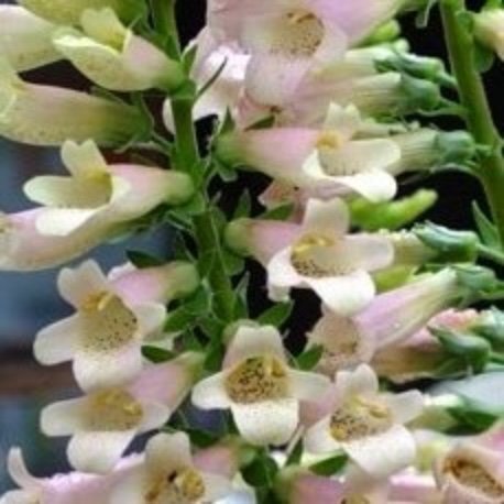 Digitalis 'Glory of Roundway'