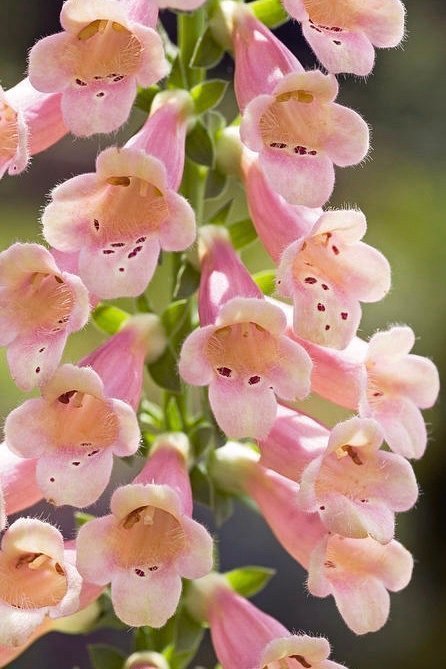 Digitalis 'Glory of Roundway'