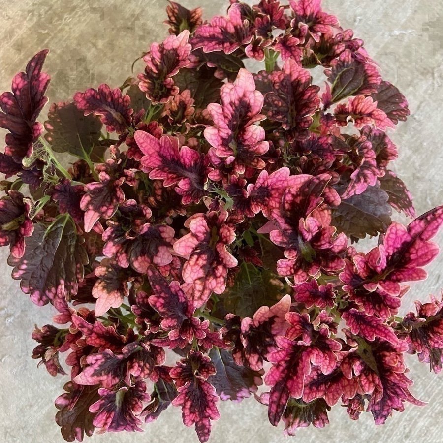 Palettblad/Coleus VICTORIAN RUFFLES