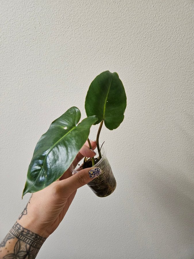 Philodendron Burle Marx Variegata - regres