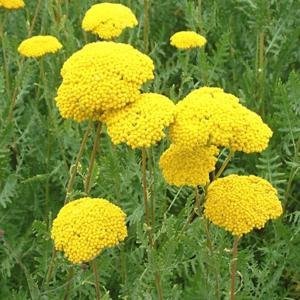 Achillea filipendulina `Parker´s Variety´ - Praktröllika