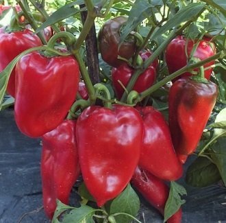 Capsicum annuum 'Slono Uvo' (Elephant Ear) - Jätte Paprika