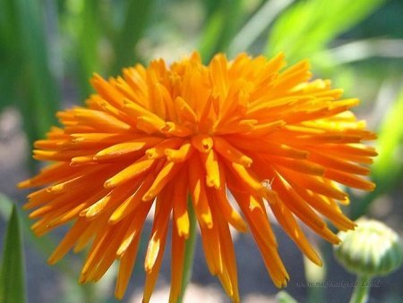 Calendula officinalis 'Radio' - Ringblomma