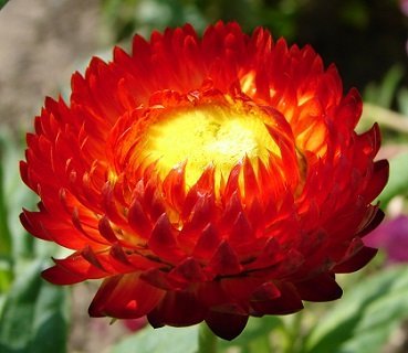 Helichrysum bracteatum 'Scarlet Red' - Jätteeternell