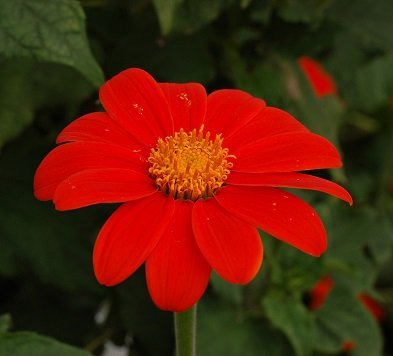 Tithonia rotundifolia - Inkakrage