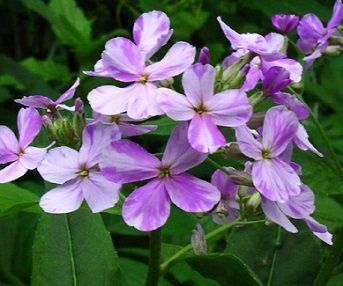 Hesperis matronalis - Trädgårdsnattviol