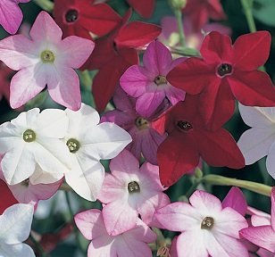 Nicotiana alata 'Sensation Mix' - Blomstertobak