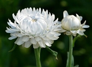 Helichrysum bracteatum 'White' - Jätteeternell