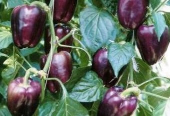 Capsicum annuum 'Purple Beauty' - Paprika