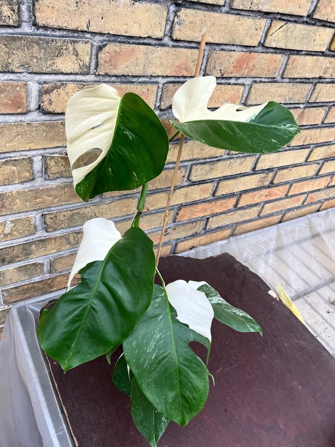 Monstera Deliciosa Albo