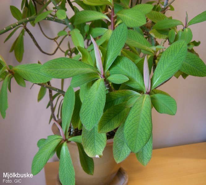 GUMMIPLANTA (Mjölkbush) ROTAT SKOTT.