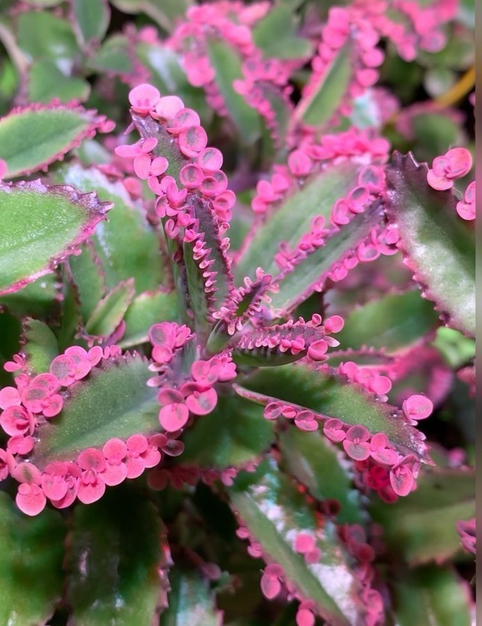 En liten stickling av Kalanchoe Tusenmoder Pink butterfly