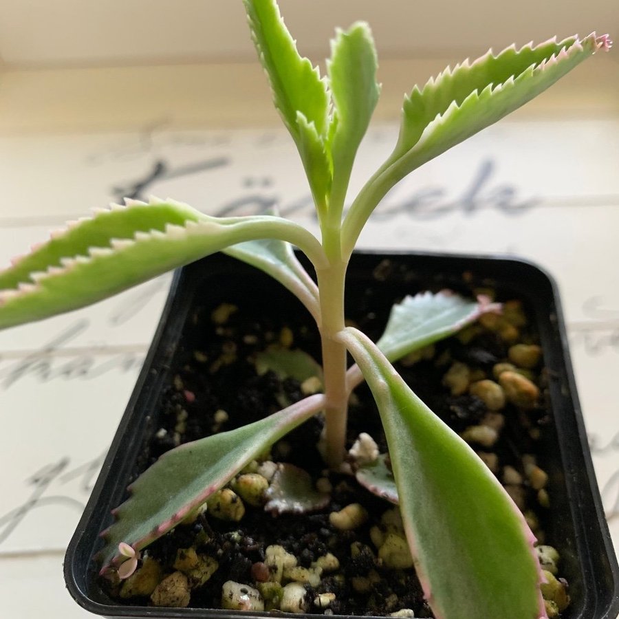 En liten stickling av Kalanchoe Tusenmoder Pink butterfly