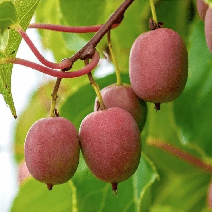 NU: 2 FÖR 1! Minikiwi 'Weiki' Honplanta 50-60 cm (Actinidia arguta)