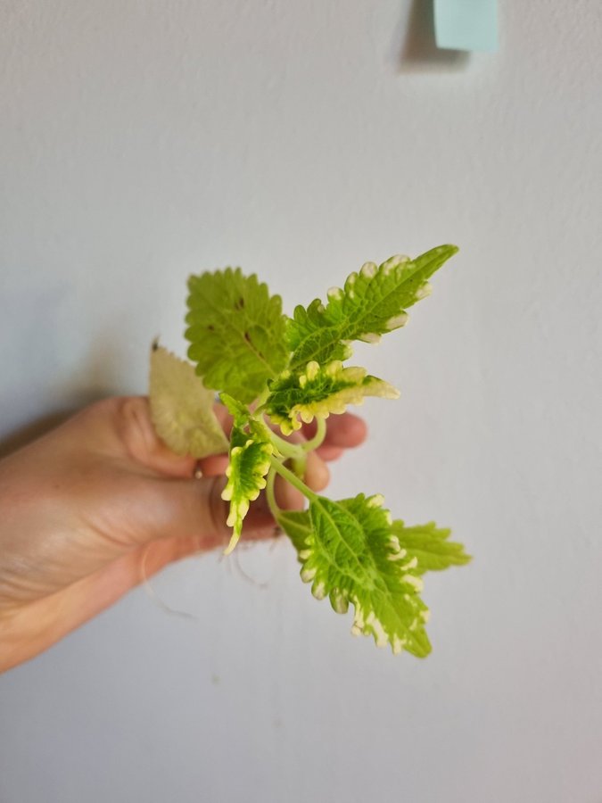 Palettblad Lemon and Lime Coleus Stickling