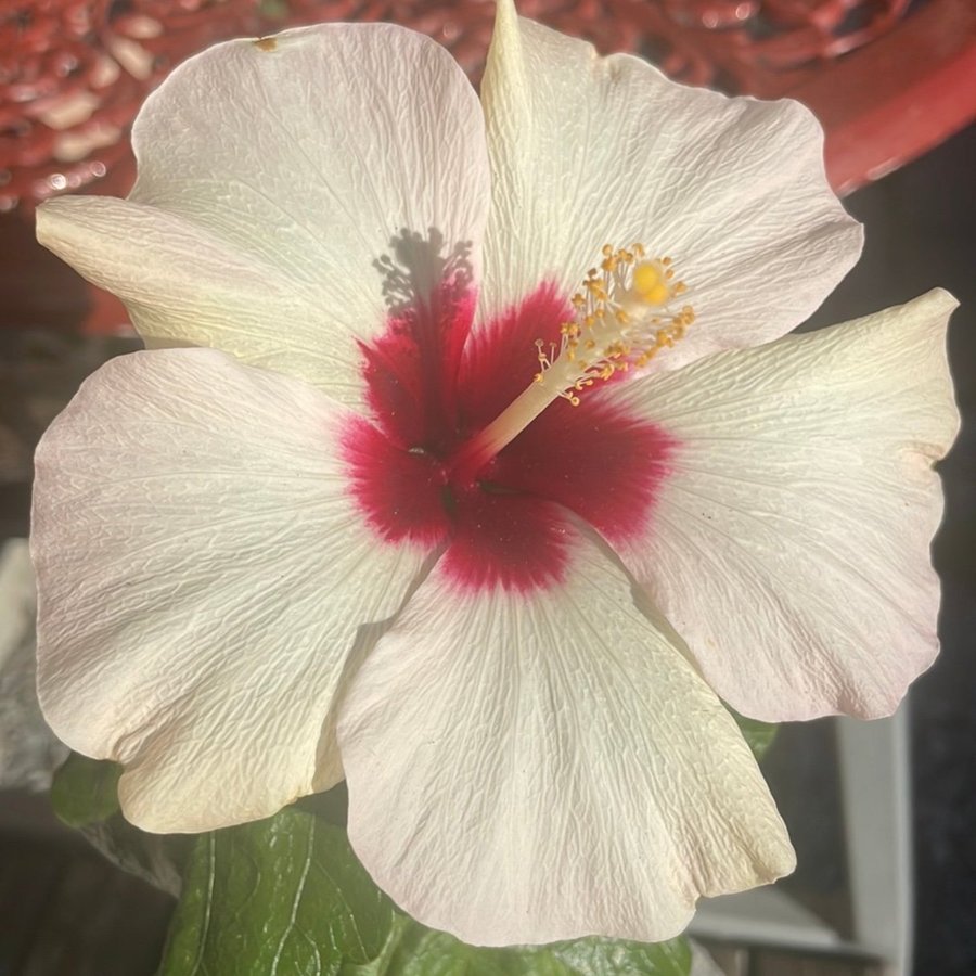 Vacker Hibiskus