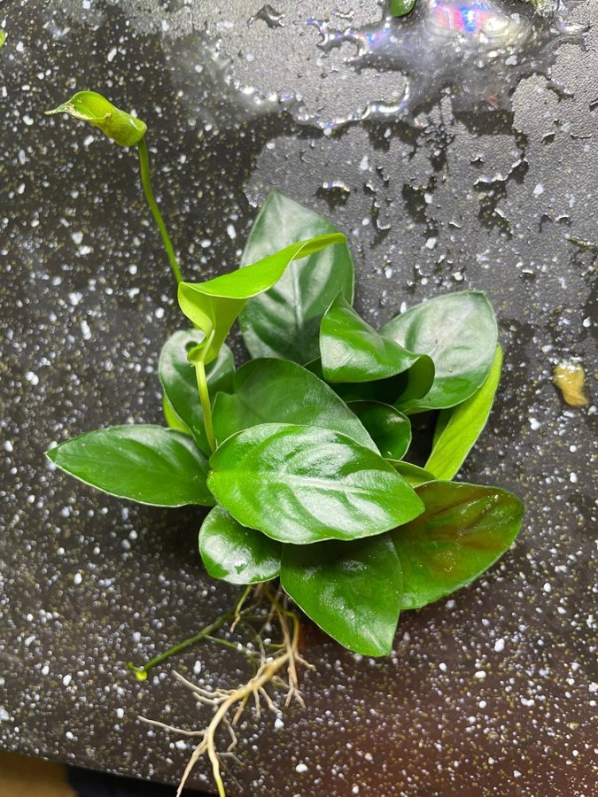 Akvarieväxt, anubias barteri, 1 planta