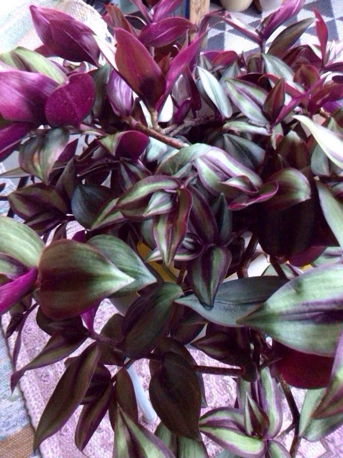 Tradescantia/Skvallerreva "PINK JOY" 3 sticklingar