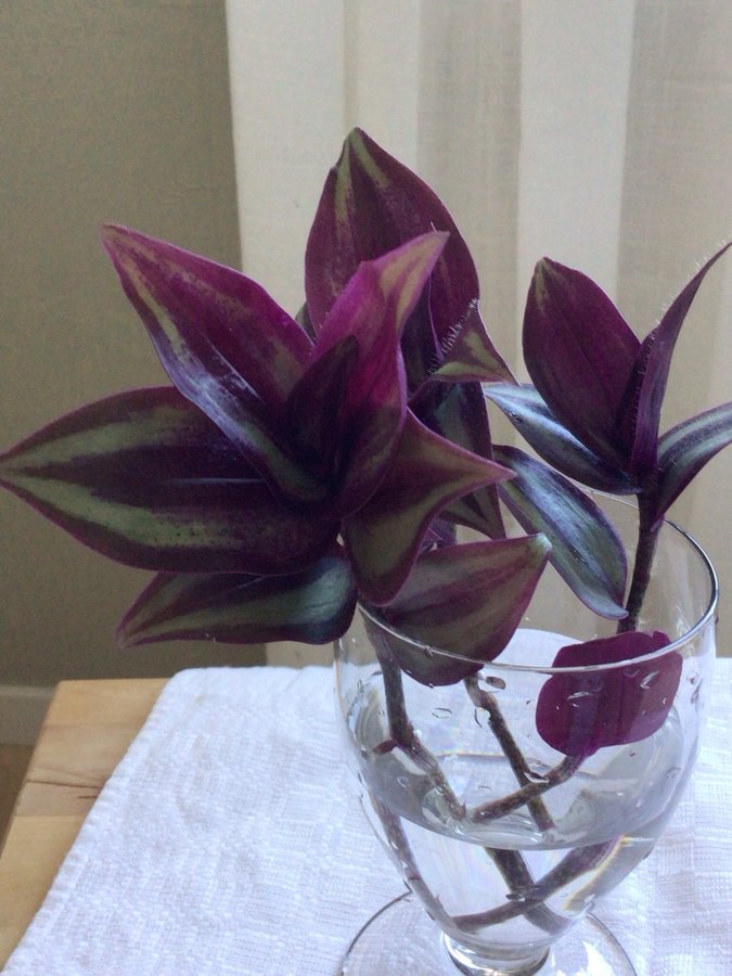 Tradescantia/Skvallerreva "PINK JOY" 3 sticklingar