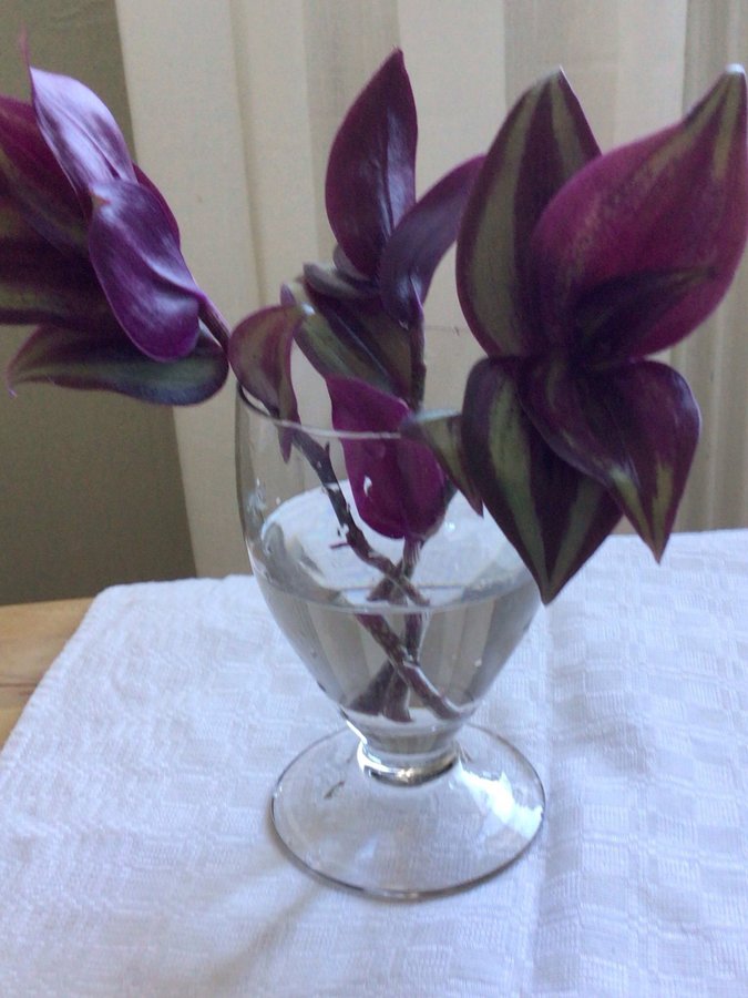 Tradescantia/Skvallerreva "PINK JOY" 3 sticklingar