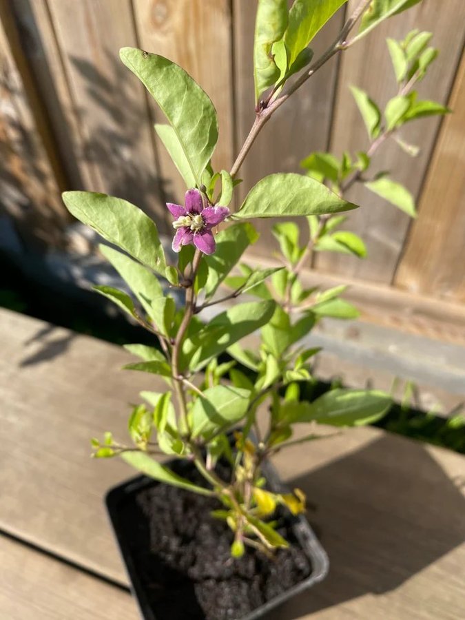 NU: 2 FÖR 1! Gojibär / Bocktörne 20-40 cm (Lycium barbarum)